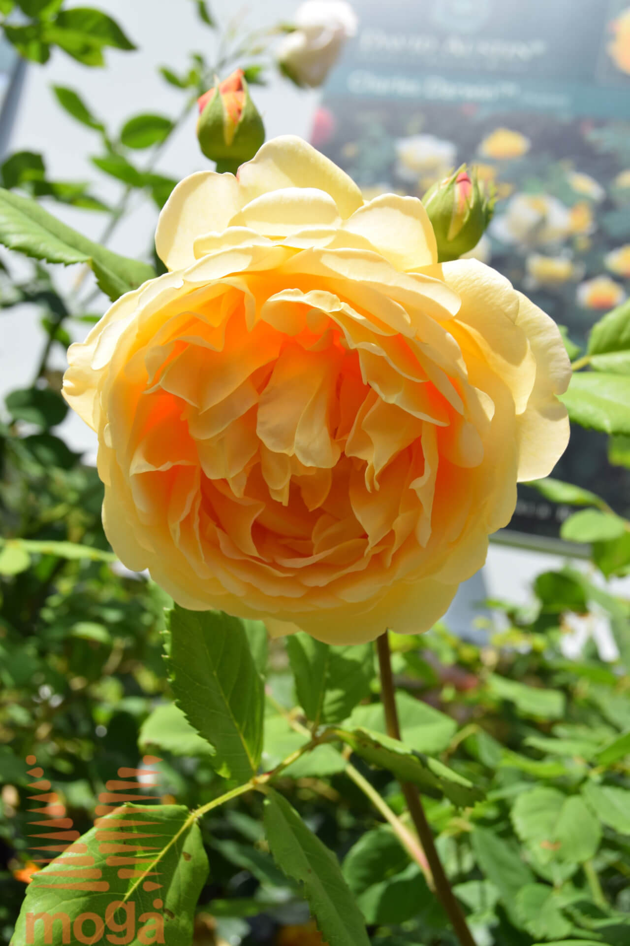 Английская роза селебрейшен фото и описание