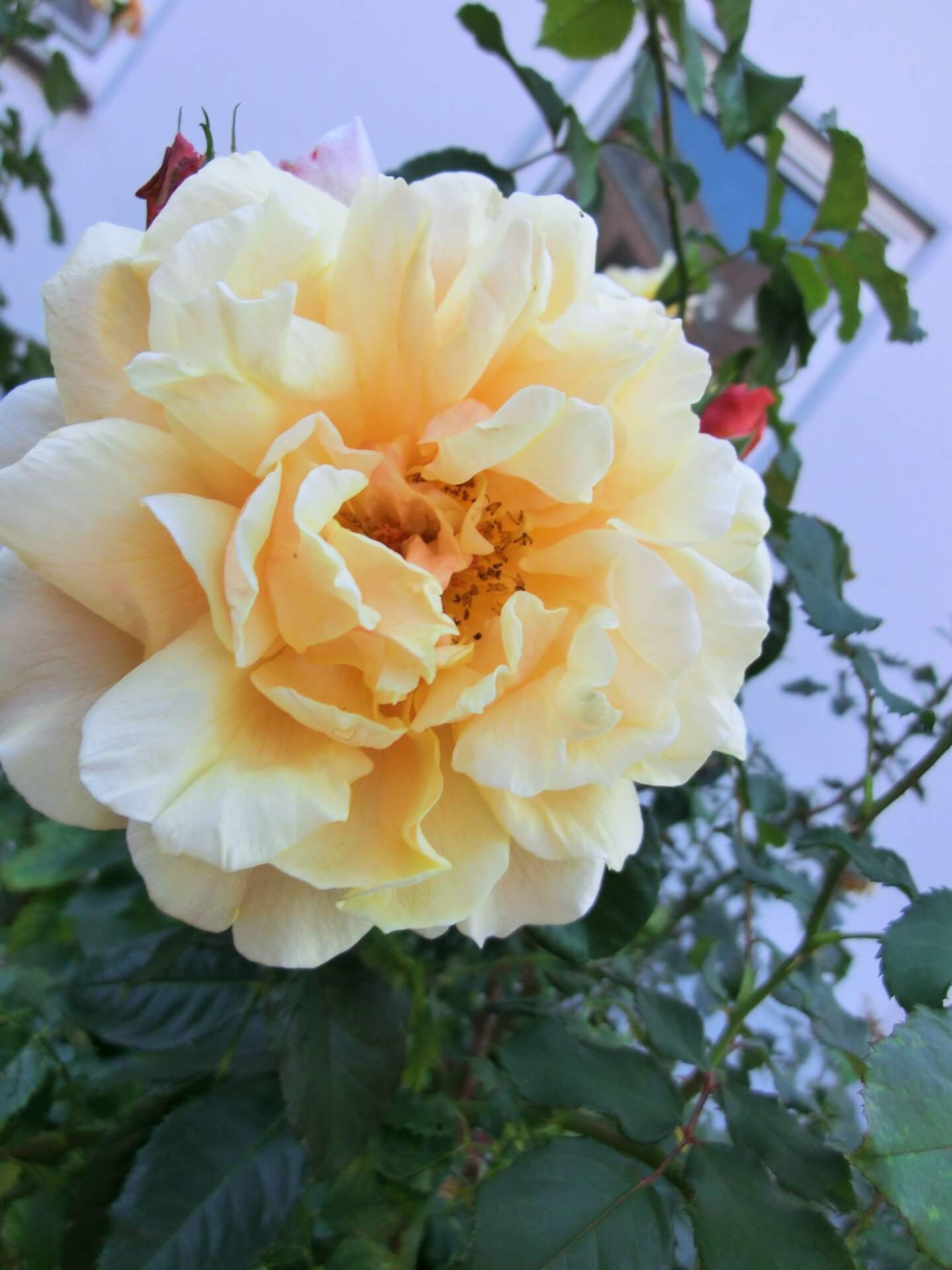 Роза Карамелла — фото и описание сорта с отзывами