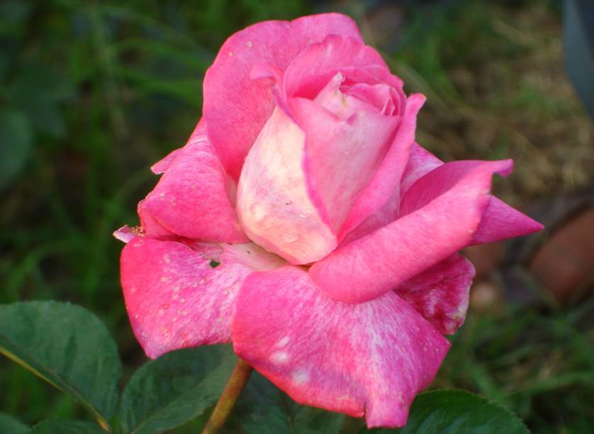 Роза Гожар — фото и описание сорта с отзывами