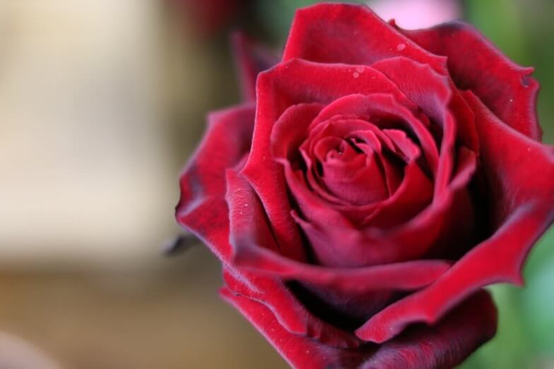 Роза Гран При — фото и описание сорта с отзывами
