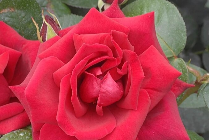 Эна Харкнесс - роза Ena Harkness (Bush Rose)