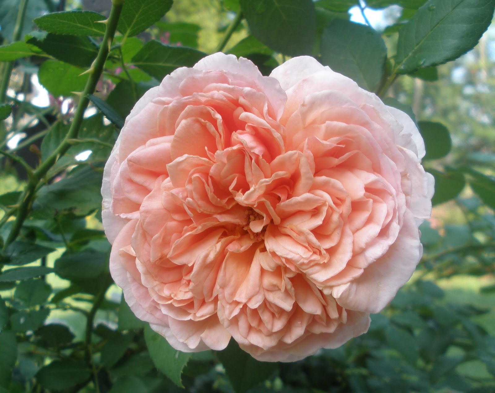 Шраб абрахам дерби. Rosa ‘Abraham Darby’ абрикос.