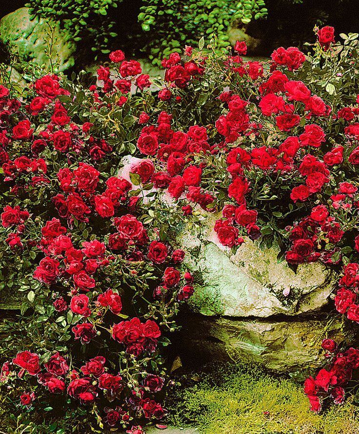 Роза ред франция фото и описание