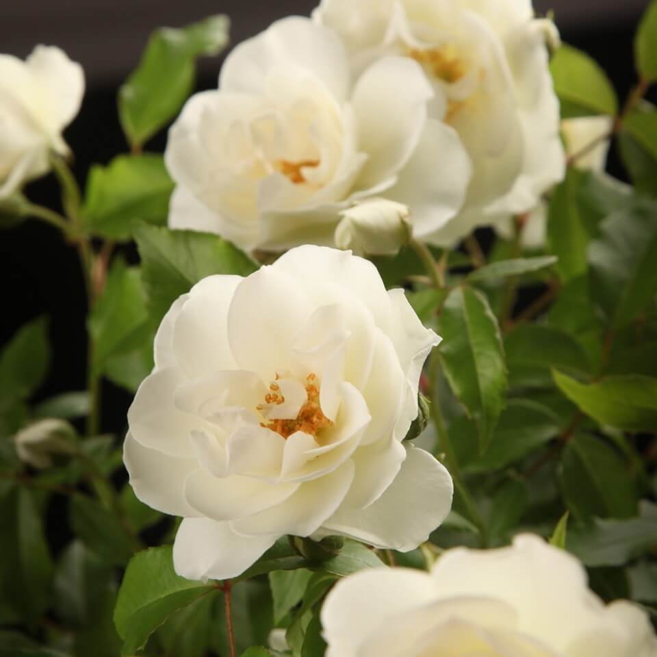 Schneewittchen роза на штамбе фото