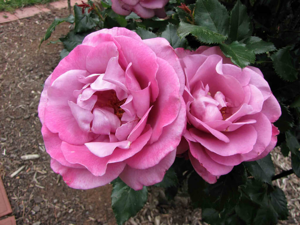 Роза Шокинг Блю — фото и описание сорта с отзывами