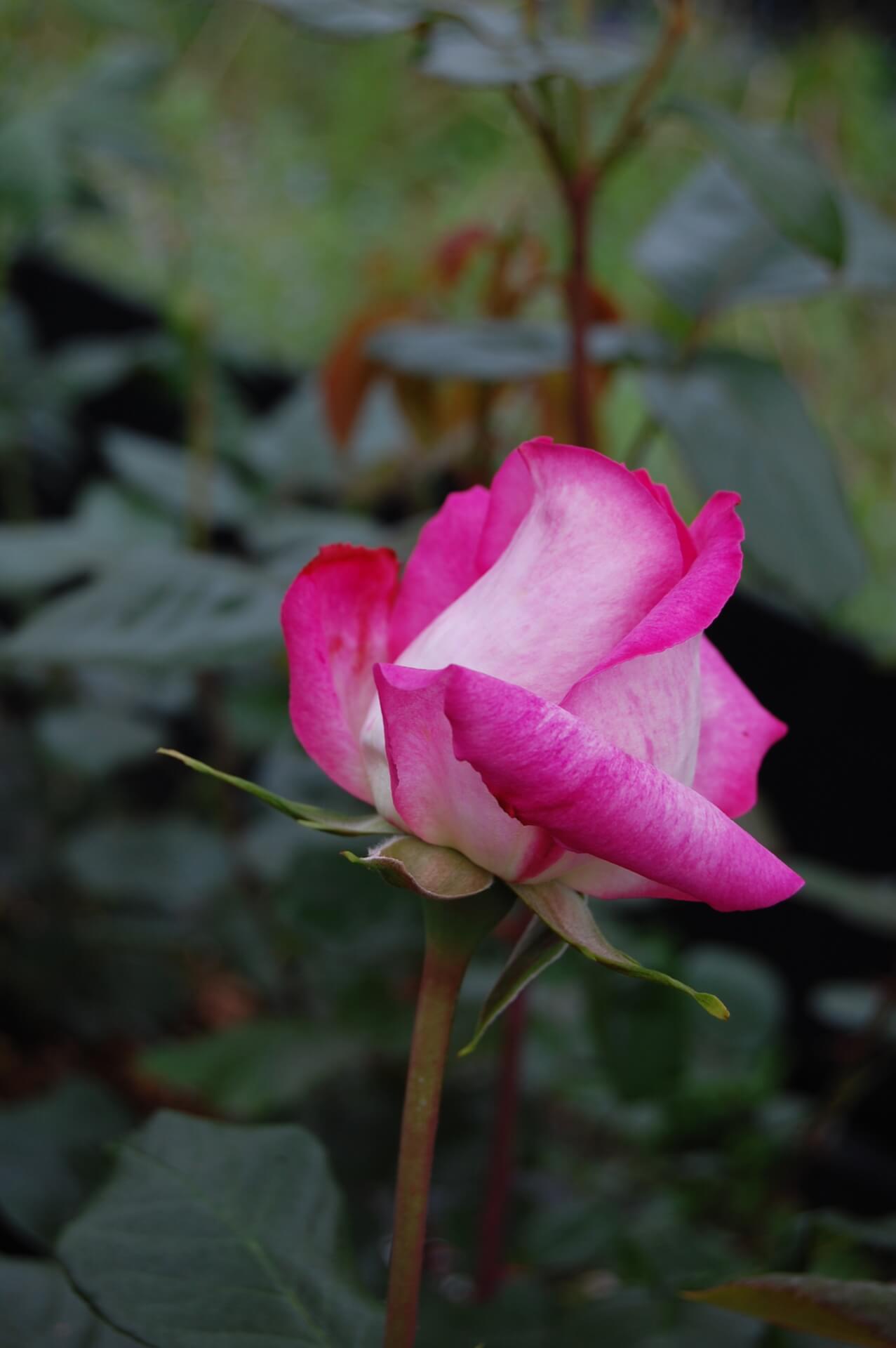 Роза Гожар — фото и описание сорта с отзывами