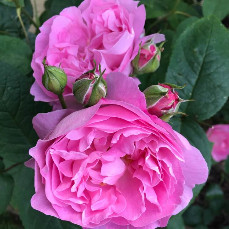 Роза твиггис роуз фото и описание