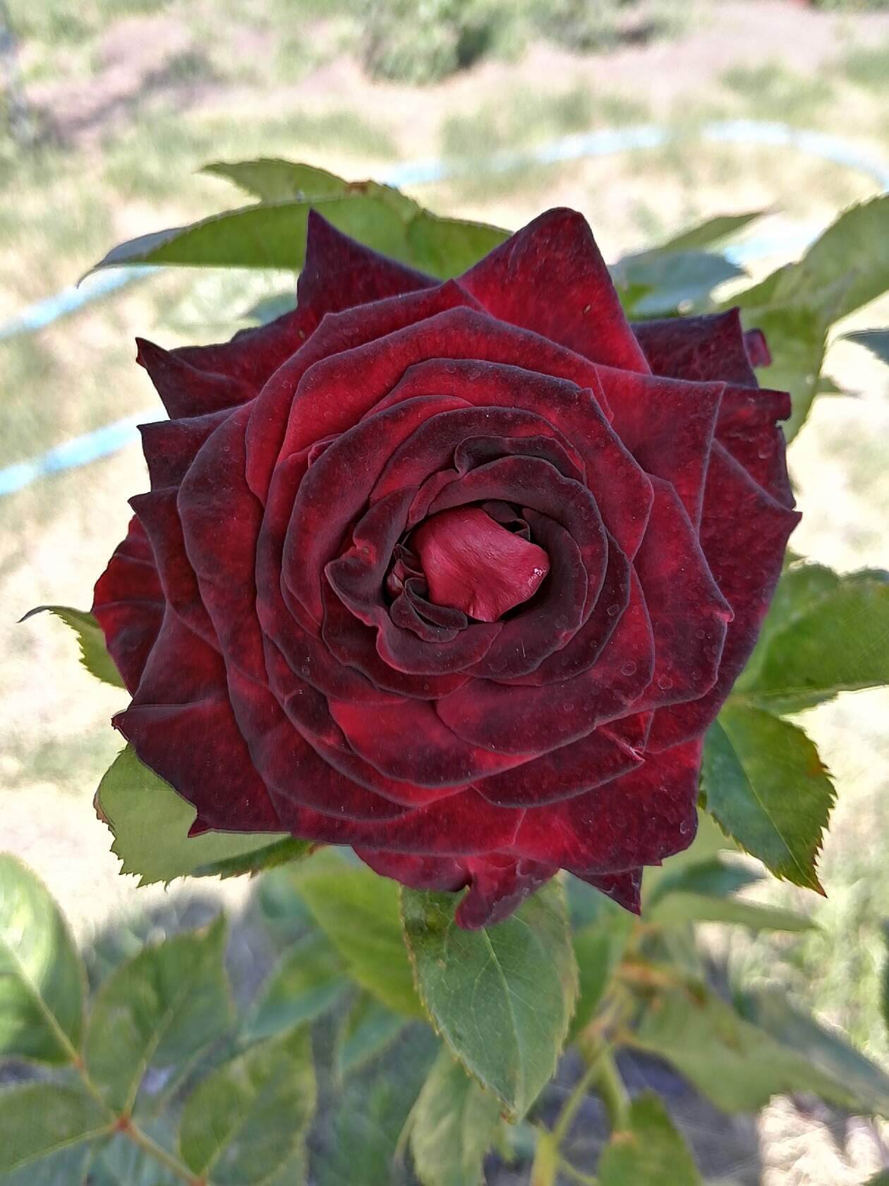 Роза чёрная магия фото
